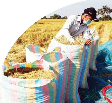 CRF: Kingdom’s rice exports do not impact EU farmers